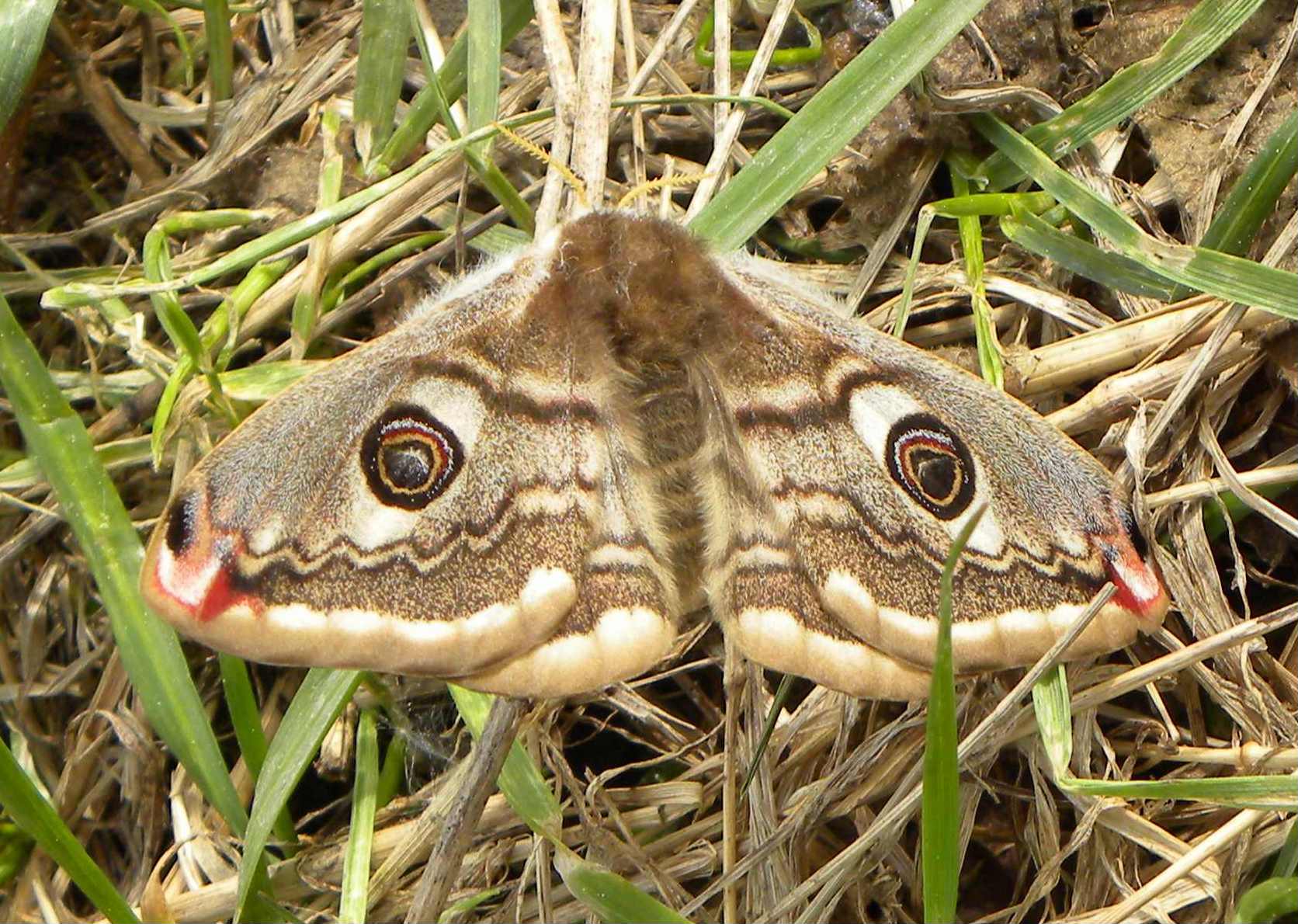 identificazione falena - Saturnia (Eudia) pavoniella